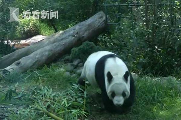 艾尔登法环稚幼祖灵头部怎么获得